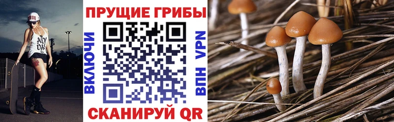 Псилоцибиновые грибы Psilocybine cubensis  дарнет шоп  Горно-Алтайск 